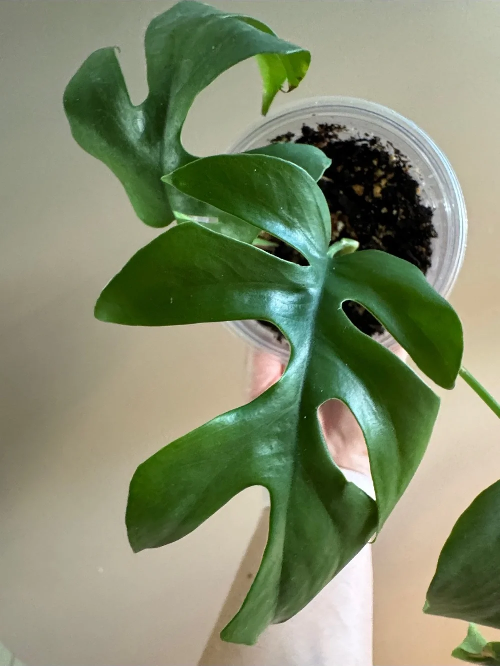 Mini Monstera - aka Rhaphidophora tetrasperma-Rooted.